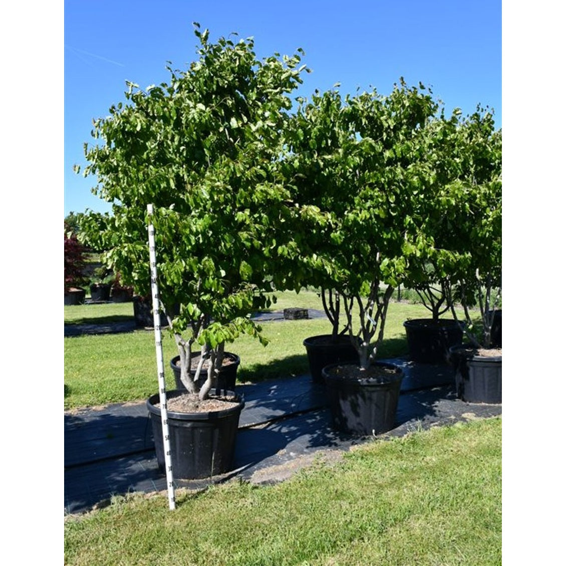 Persiskt järneksträd – Parrotia persica - 200-250 CM in Cont.